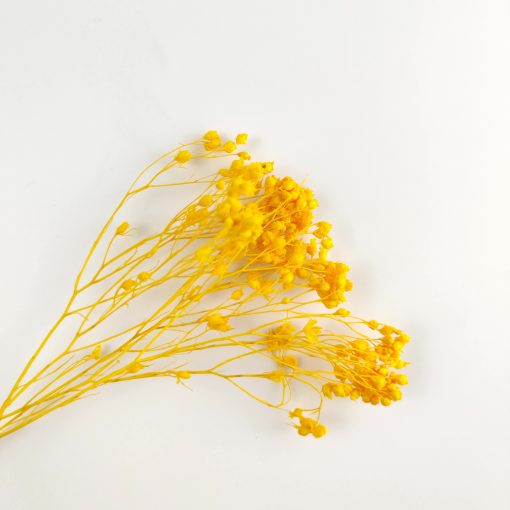 Broom bloom - geel