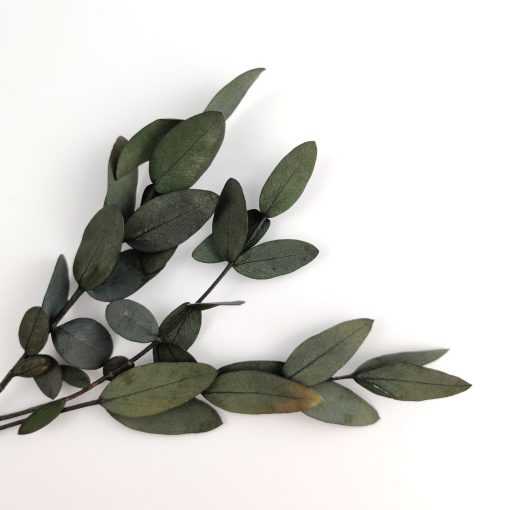 Eucalyptus parvifolia - groen