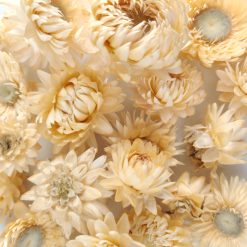 Helichrysum bloemkoppen naturel - per 10 stuks