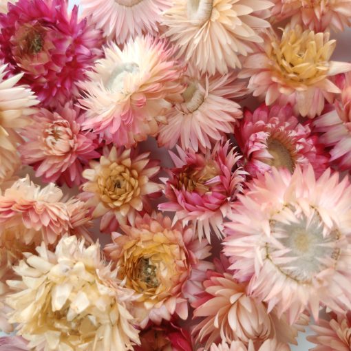 Helichrysum bloemkoppen roze-naturel - per 10 stuks